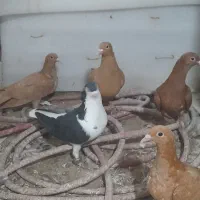 کبوتر زرد وسرخ وکراوت سیاه