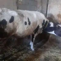 گاو
