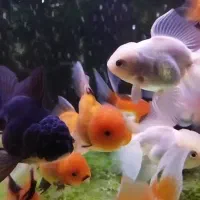 ماهی مولی.گوپی.گلدفیش.سوارتل