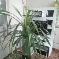 گل پاندانوس باپاجوش بسیار یه جورایی بنسای سن10 سال|گل و گیاه طبیعی|مرودشت, ثبت احوال|دیوار