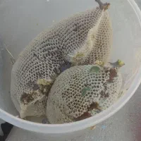 فروش عسل کوهی