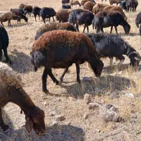 چهار راس میش قزل و قارا قزل  درجی یک یک|حیوانات مزرعه|کوثر, |دیوار