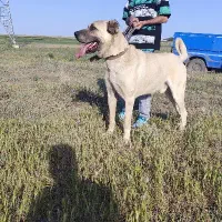 سگ سرابی