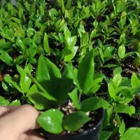 گل زاموفیلیا کادو برای روز مادر فقط70هزار|گل و گیاه طبیعی|زاهدان, |دیوار