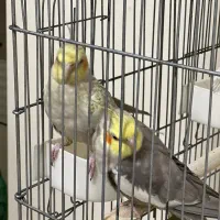 عروس هلندی یک جفت مولد و یک جوجه ۴ ماه