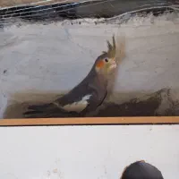 عروس هلندی|پرنده|میناب, |دیوار