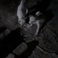 توله سگ سرابی