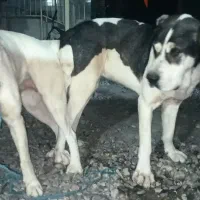 توله دوماهه از این نسل آلابای موجود فقط تماس