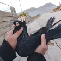 صرب نژاد تصو