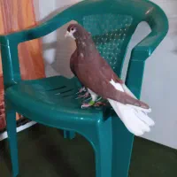 کبوتر پرشی|پرنده|شیراز, گود عربان|دیوار