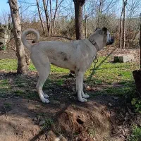 فروش سگ سرابی|سگ|املش, |دیوار