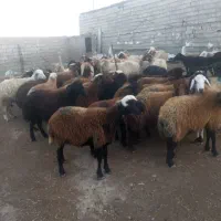 گوسفند و بره نر و ماده|حیوانات مزرعه|اردبیل, |دیوار