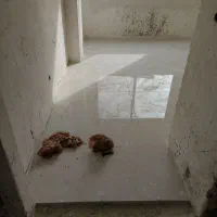 کاشی و سرامیک کاری|خدمات پیشه و مهارت|گنبد کاووس, |دیوار