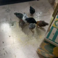 مرغ