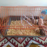 ۴ عدد همستر بازیگوش