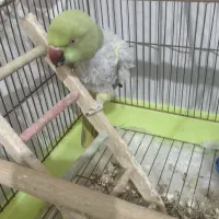 طوطی ملنگو نر|پرنده|شیراز, کوشک میدان|دیوار