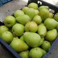 فروش گلابی