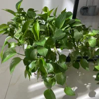 گل پتوس۵۰۰تومان