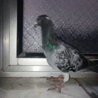 کبوتر مسافتی