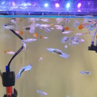 ماهی گوپی ۳ ماهه به بالا|ماهی|تهران, تهرانپارس غربی|دیوار