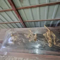 تابلومجسمه دار