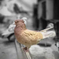 زرد کاکلی ماده عروسک|پرنده|رامیان, |دیوار