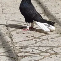 زاغ دم سفید گم شده