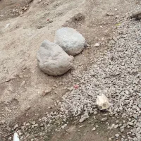 پاکوتاه ماده