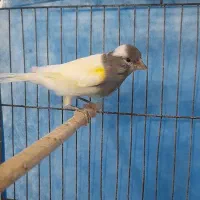 قناری نر بخون|پرنده|بندرعباس, |دیوار