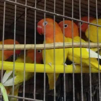 طوطی برزیلی