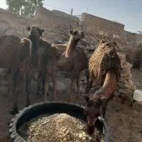 شتر نر یه ساله