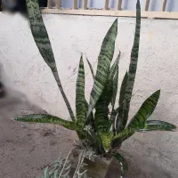 گلهای خانگی|گل و گیاه طبیعی|رشت, علی آباد|دیوار