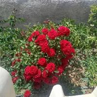 1500متر-بهشت-رویایی