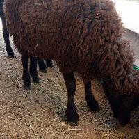 بره نر