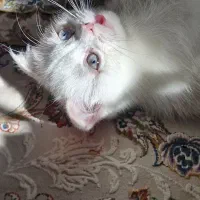 گربه اسکاتیش چشم آبی