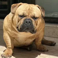 توله بولداگ سه ماهه