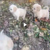 توله سگ اشپیتز واگذاری