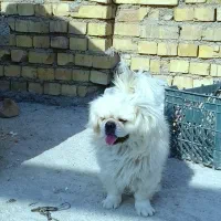 سگ پاکوتاه سفید