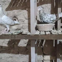 کبوتر نقاب|پرنده|جوین, |دیوار