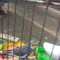 عروس هلندی|پرنده|رحیم‌آباد, |دیوار