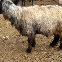 نرمیش|حیوانات مزرعه|فریدونشهر, |دیوار