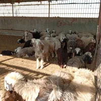 میش داشتی وکشتی|حیوانات مزرعه|دوگنبدان, |دیوار