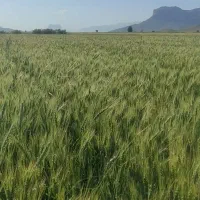 زمین کشاورزی