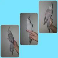 عروس هلندیی رام پرورش خانگی