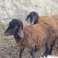 حیوانات مزرعه