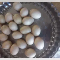 تخم اوردک مسکویی