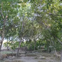 باغ در اسکو