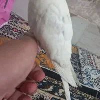 گمشده|پرنده|اسلامآباد غرب, |دیوار