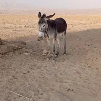 فروش