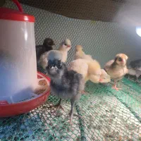 جوجه لهستانی ویاندوت ایام سمانی برهما مرغ وخروس|حیوانات مزرعه|رشت, لاکان|دیوار